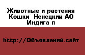 Животные и растения Кошки. Ненецкий АО,Индига п.